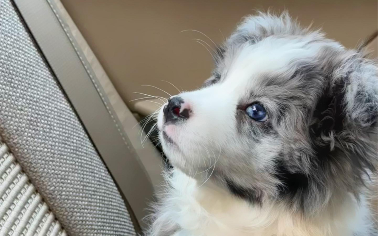 在宠物市场偶遇一只小陨石边牧,直接帮粉丝最低价安排-hf-hd-边牧