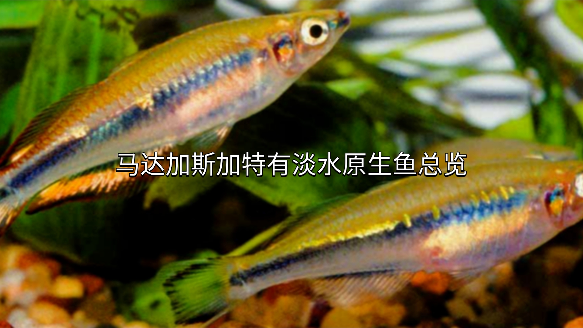 【应该是全站首发】马达加斯加特有淡水原生鱼物种总览