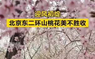 下载视频: 迎风初绽，北京东二环山桃花美不胜收