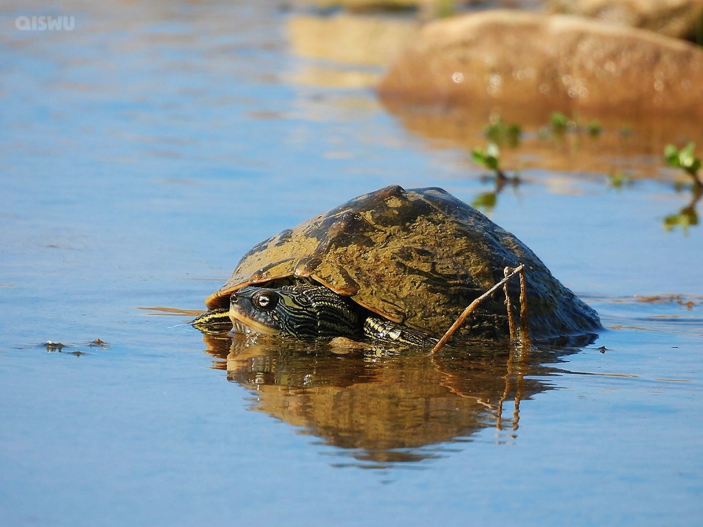 德州地图龟(graptemys versa)