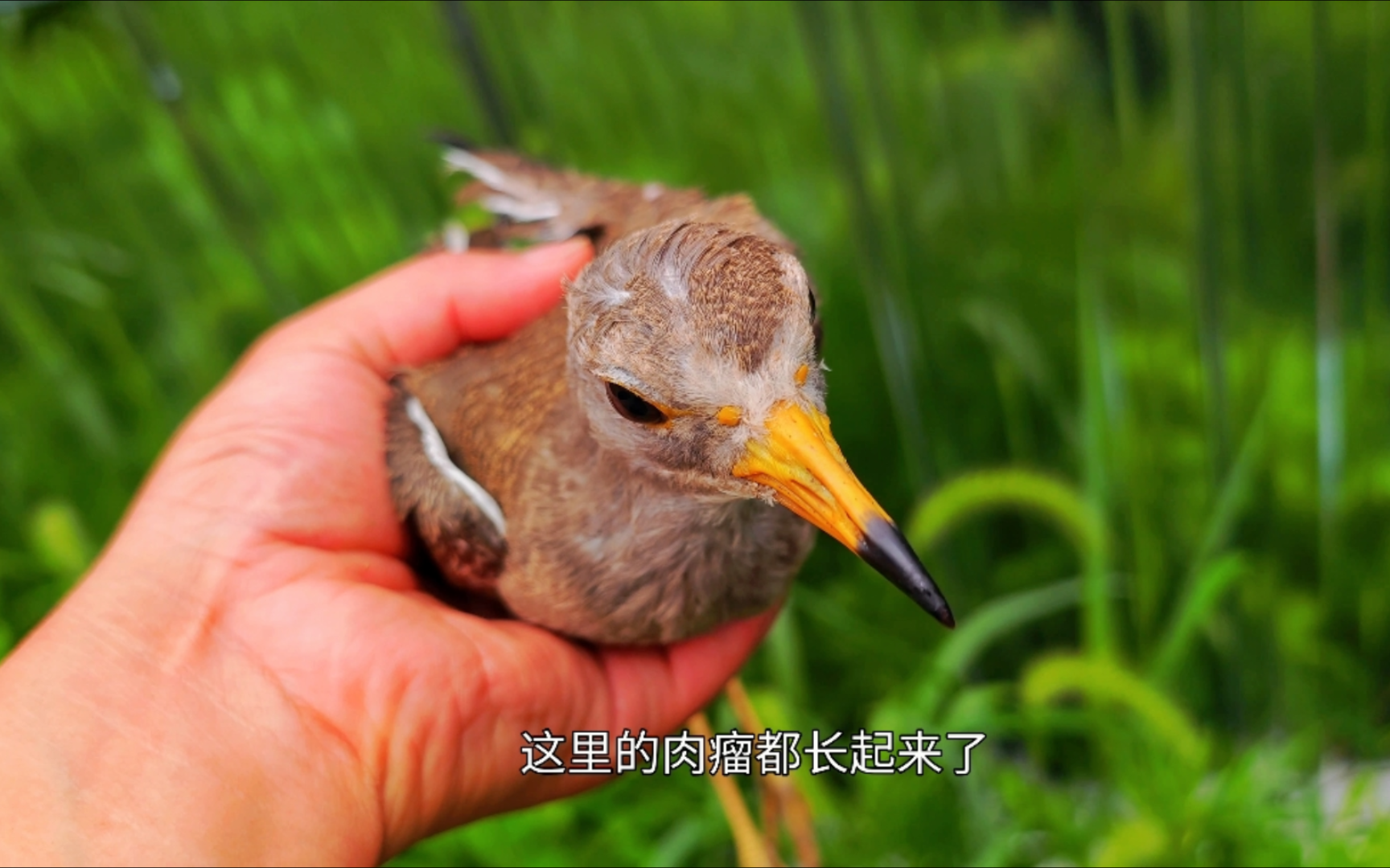 两个月的蜕变,送第一批灰头麦鸡回归大自然!哔哩哔哩bilibili