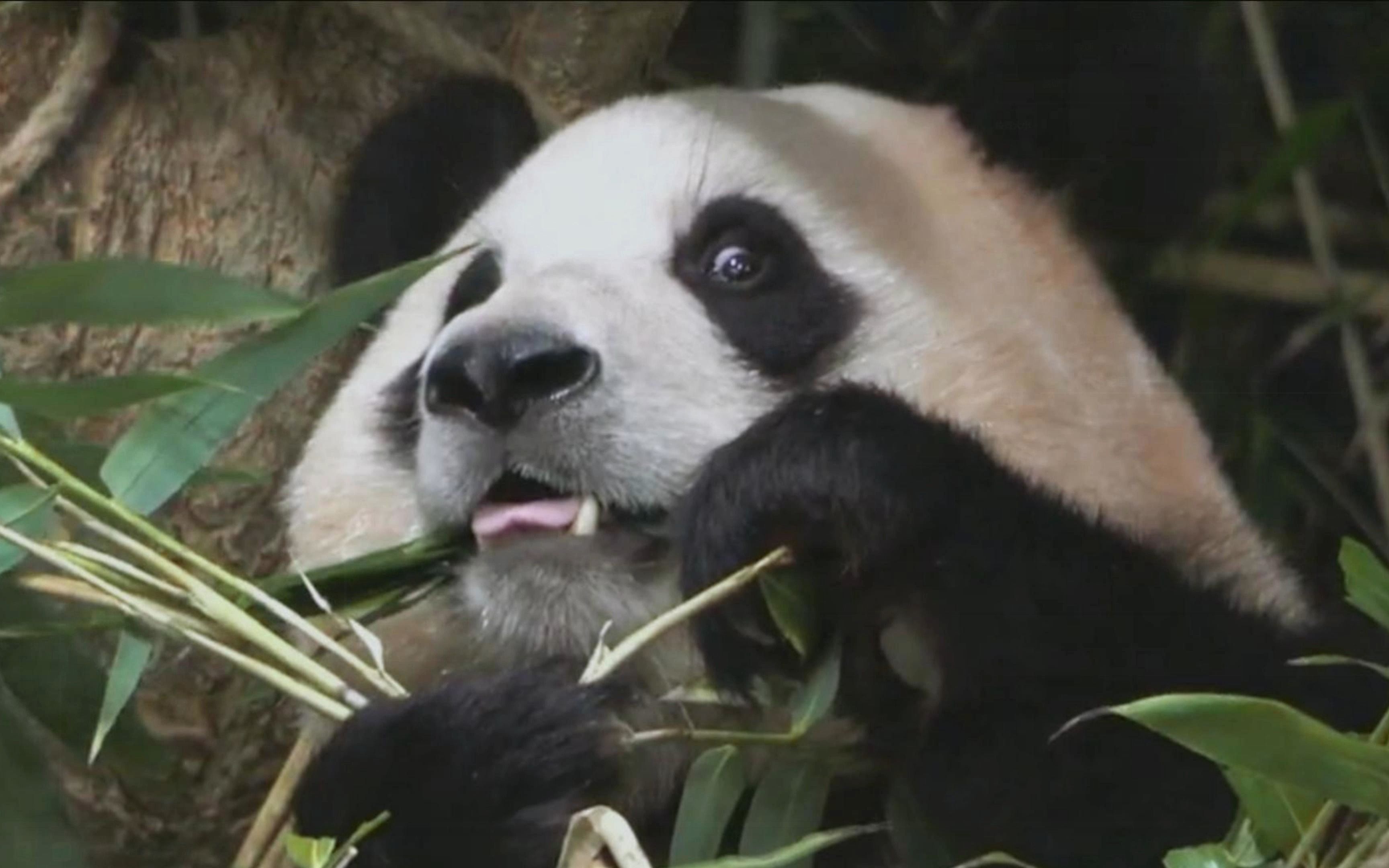 福宝用余光瞄到有人在偷看她,很害羞,想提前下班,结果爷爷不给她开门.