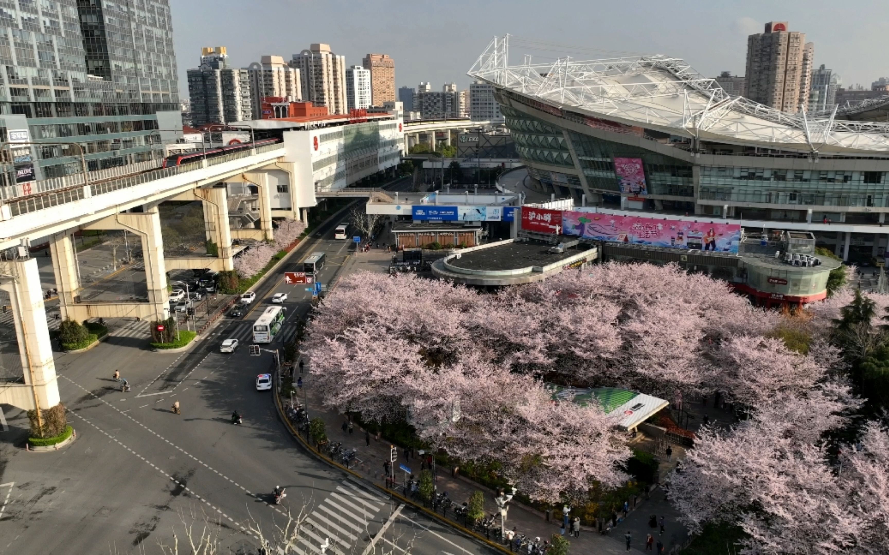 虹口足球場,世紀公園,梅園,濱江,拍個夠!