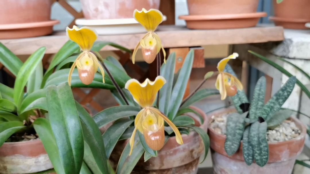 海伦兜兰开了4朵[保卫萝卜_哇]