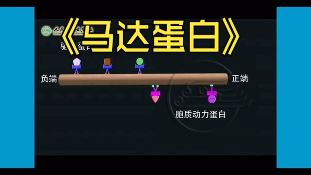 马达蛋白与细胞内物质运输