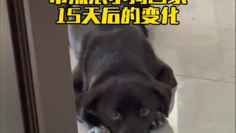 带流浪小狗回家15天后，展露本性..