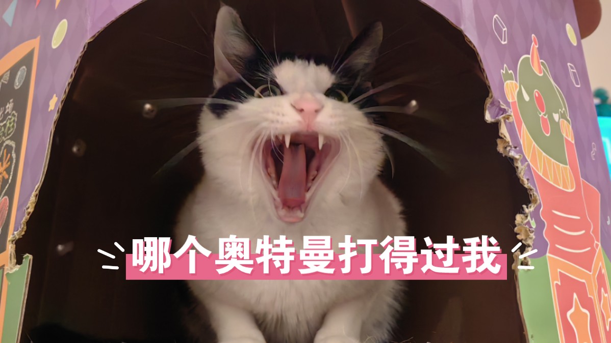 我的奶牛猫喜欢看奥特曼打怪兽2