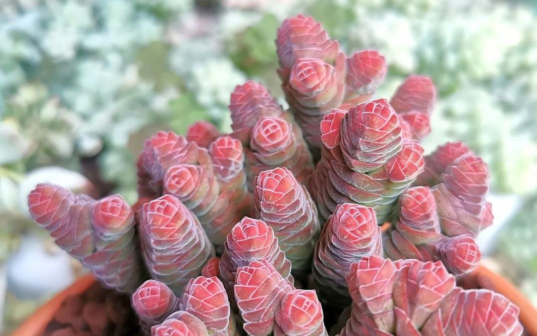 茸塔 多肉 青锁龙