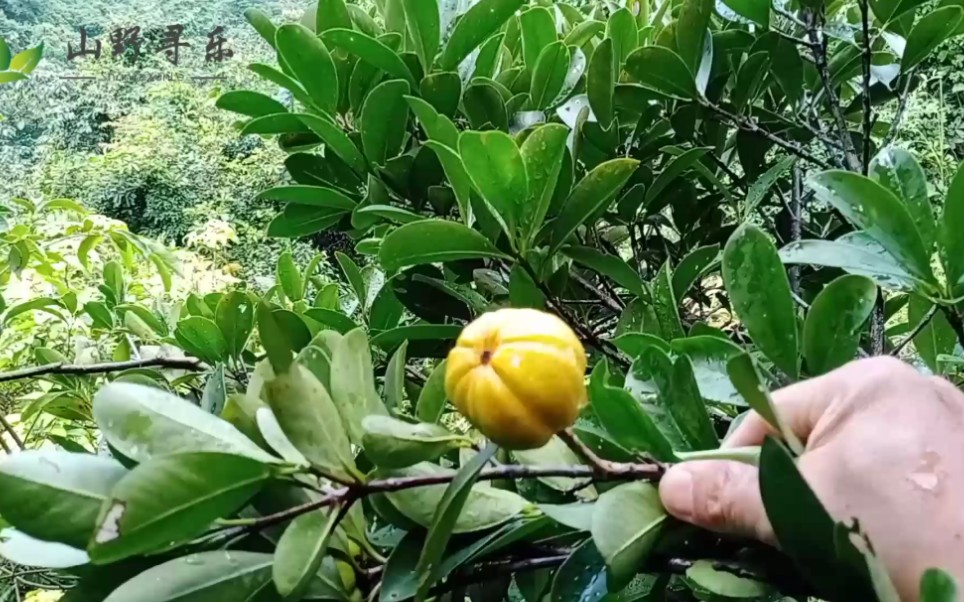 进山摘野山竹,要尝鲜,就要付出代价.