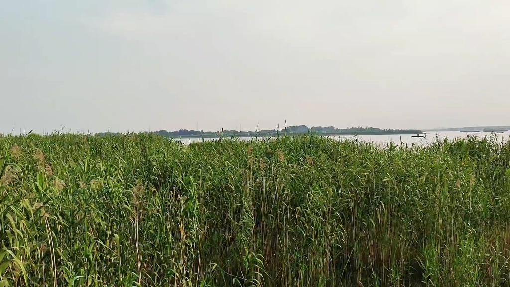 滨江生态湿地图片