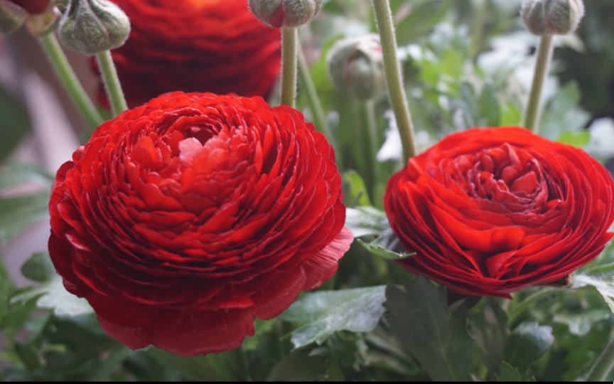 花毛茛盲盒爪子开出来全是红色