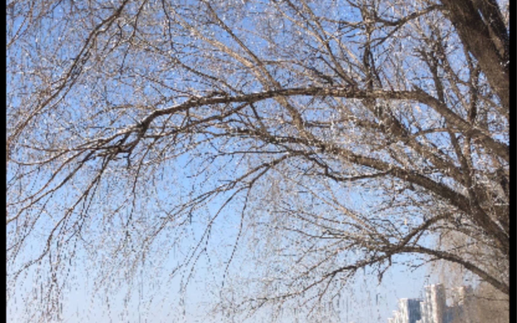 风吹雪落满江春