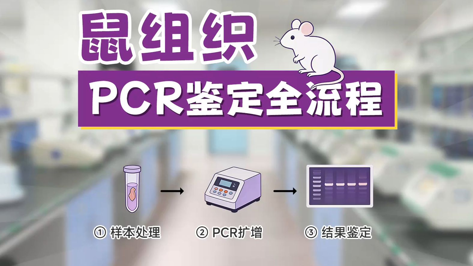 Mouse Tissue PCR Identification Complete Workflow