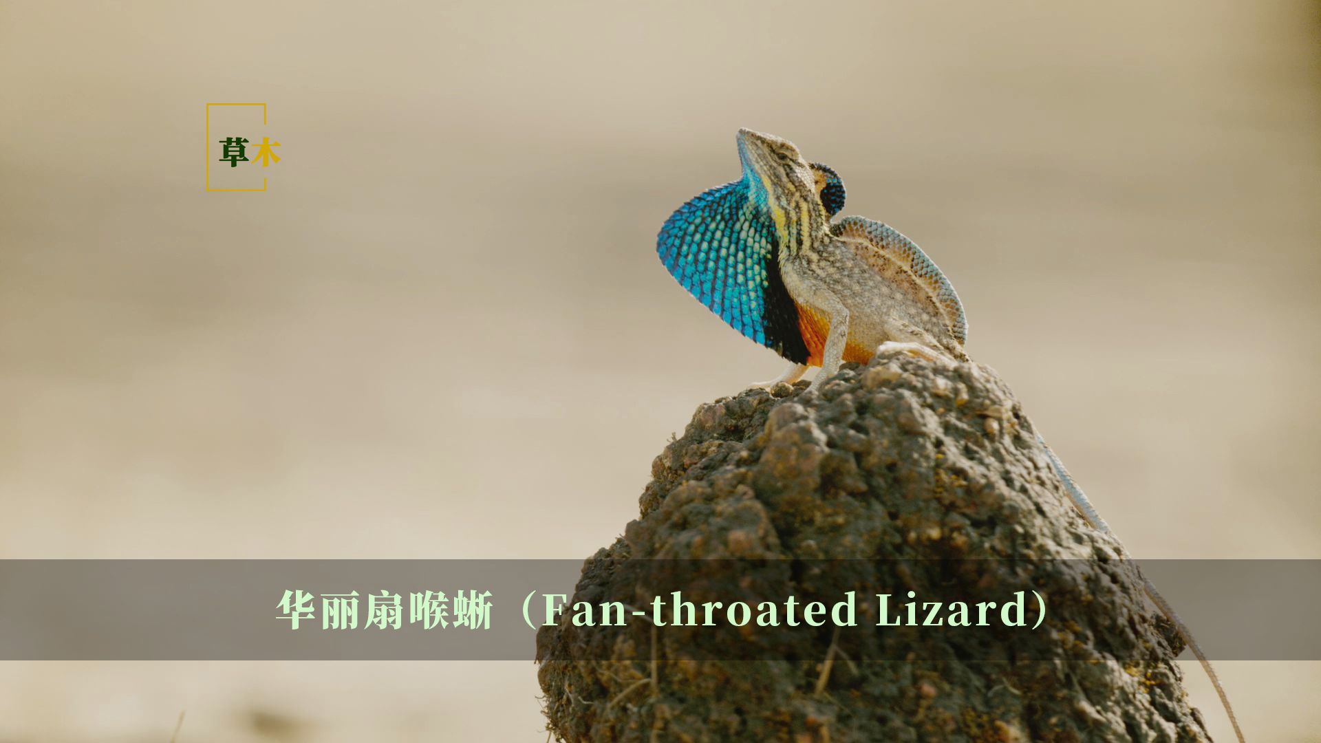 华丽扇喉蜥,蜥蜴界的颜值担当