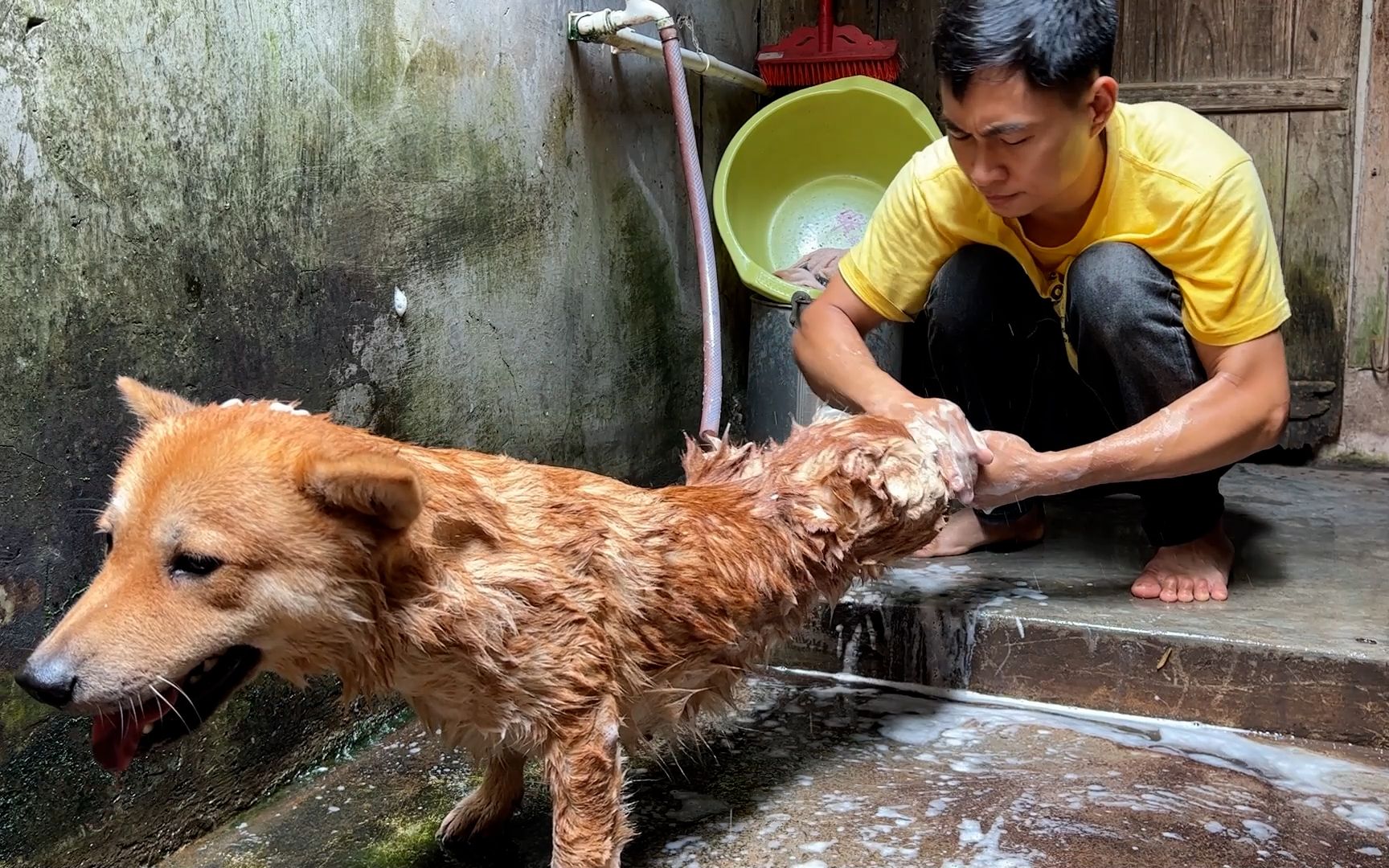 [图]狗子：杀狗的感觉