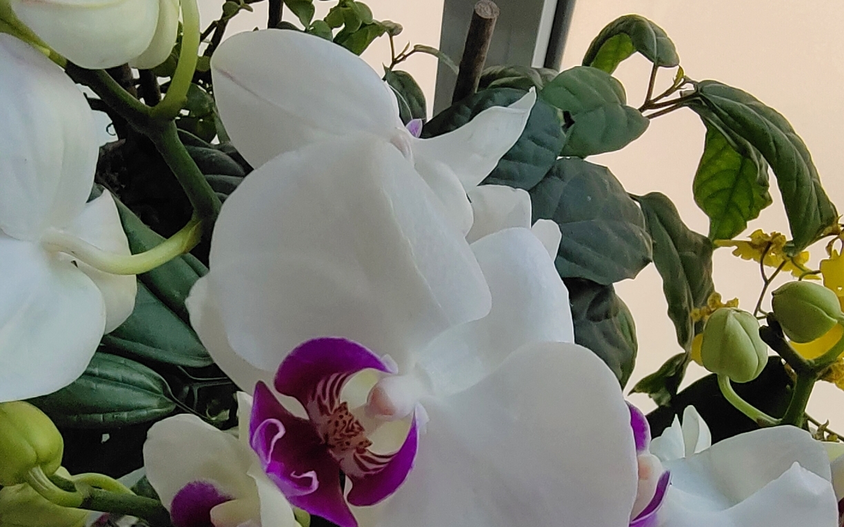 木子李的小花园