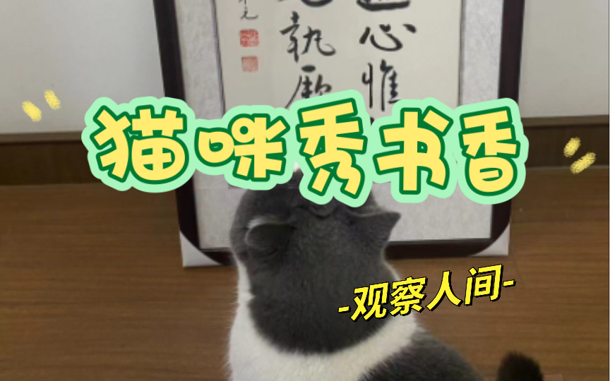 猫咪都能看懂的心传哔哩哔哩bilibili