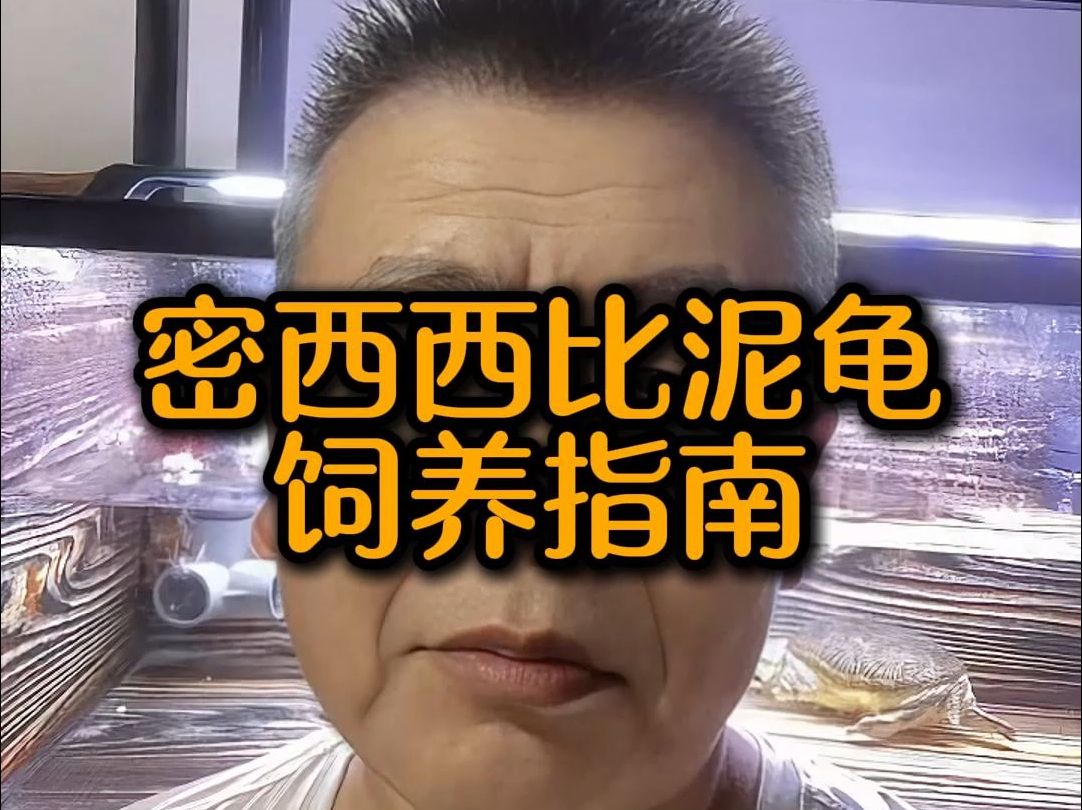 密西西比泥龟饲养指南