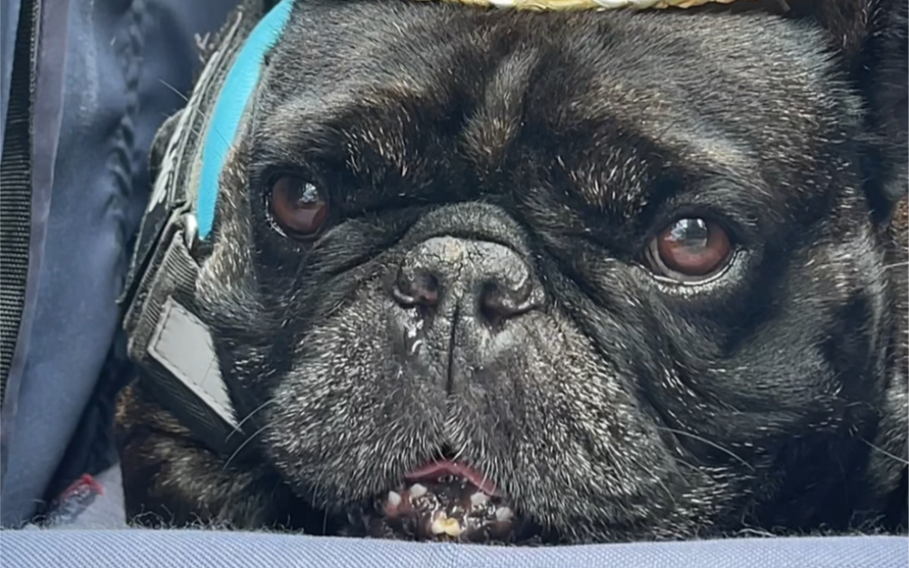 可爱小duang宝～卡通帽帽～黑黑脸包