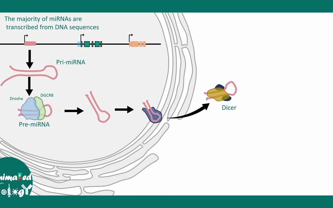 什么是微小RNA(miRNA)?miRNA 是如何工作的?如何通过实验检测 miRNA?哔哩哔哩bilibili