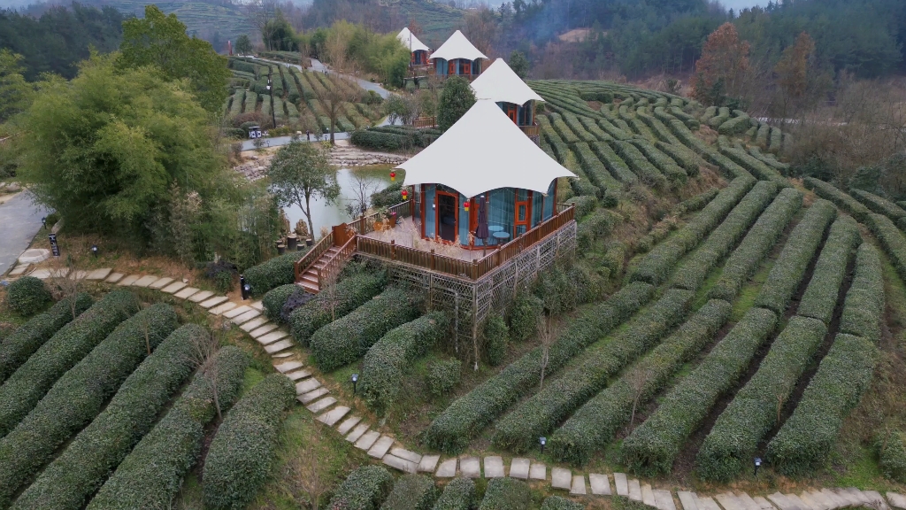 宁强玉皇观茶园