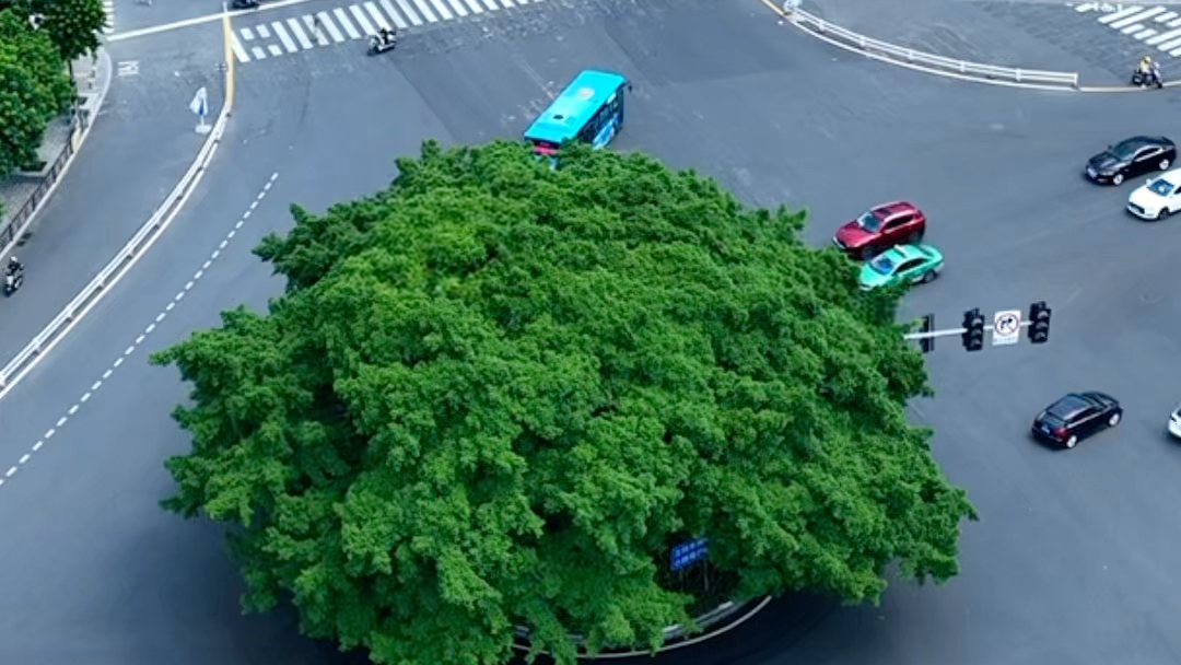 福建最牛的钉子树,只要你够强大,十字路口都要为你让路,那么大一棵树在路中间,为何不把他移到另一边呢!#钉子树 #福建福州 #航拍哔哩哔哩bilibili