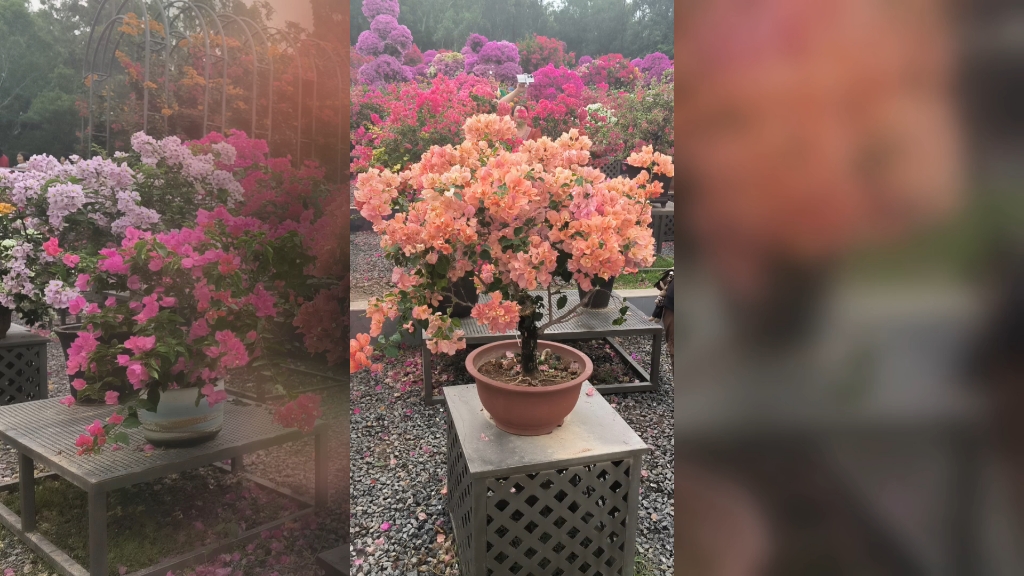 莲花山的花展
