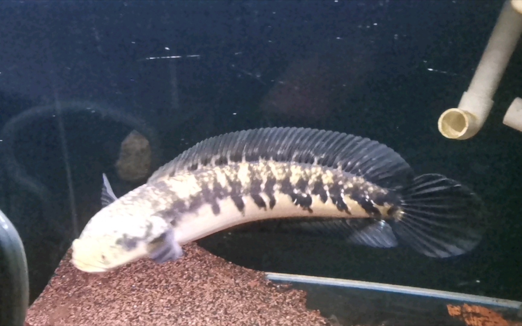 黄魔神雷龙～日常