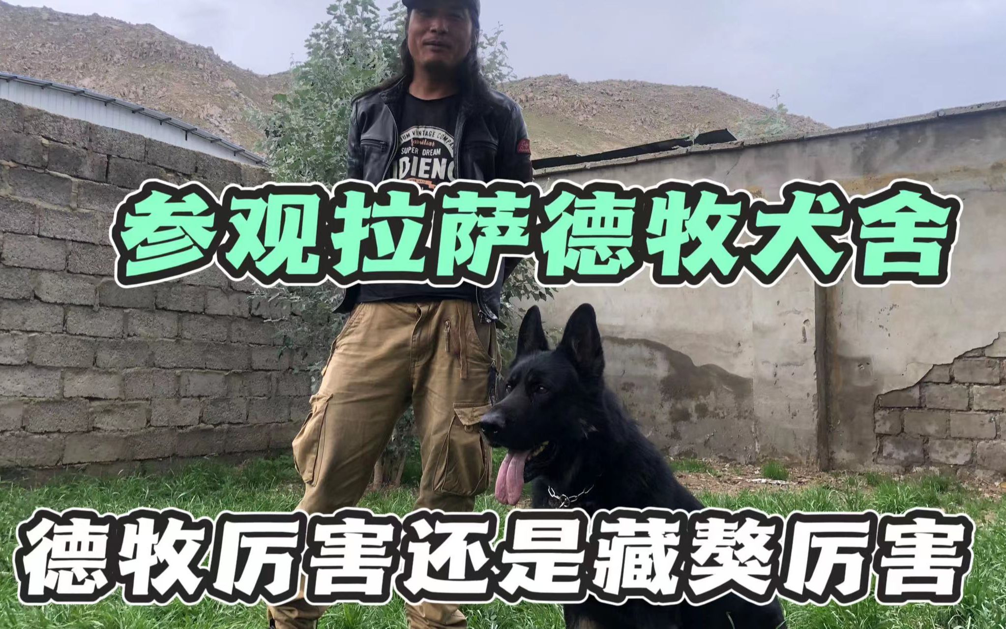 九哥带我参观拉萨德牧犬舍,看看高原如何训犬,德牧和藏獒谁厉害哔哩哔哩bilibili