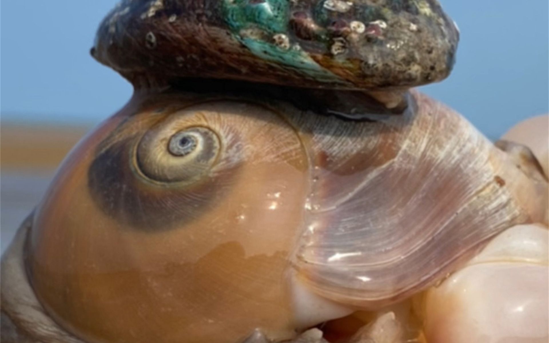 赶海发现一只小鲍鱼紧紧地吸在猫眼螺的壳上