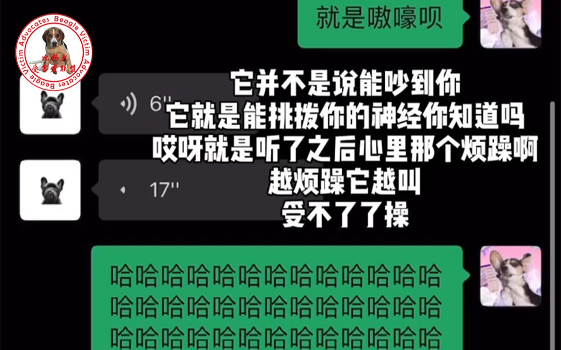 [图]【奶比】朋友圈犬舍小哥发了只小比格，我评论这个宝挺可爱的，结果他说：