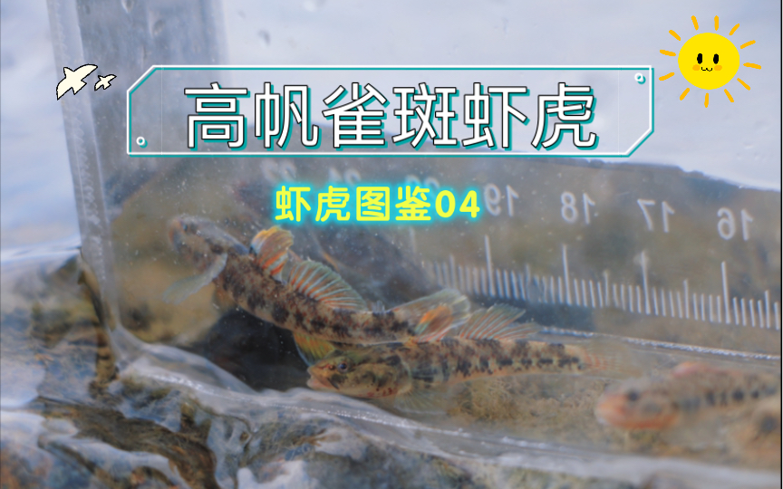 【虾虎图鉴04】高帆雀斑吻虾虎 又是没钓到鱼被迫野采的一天.