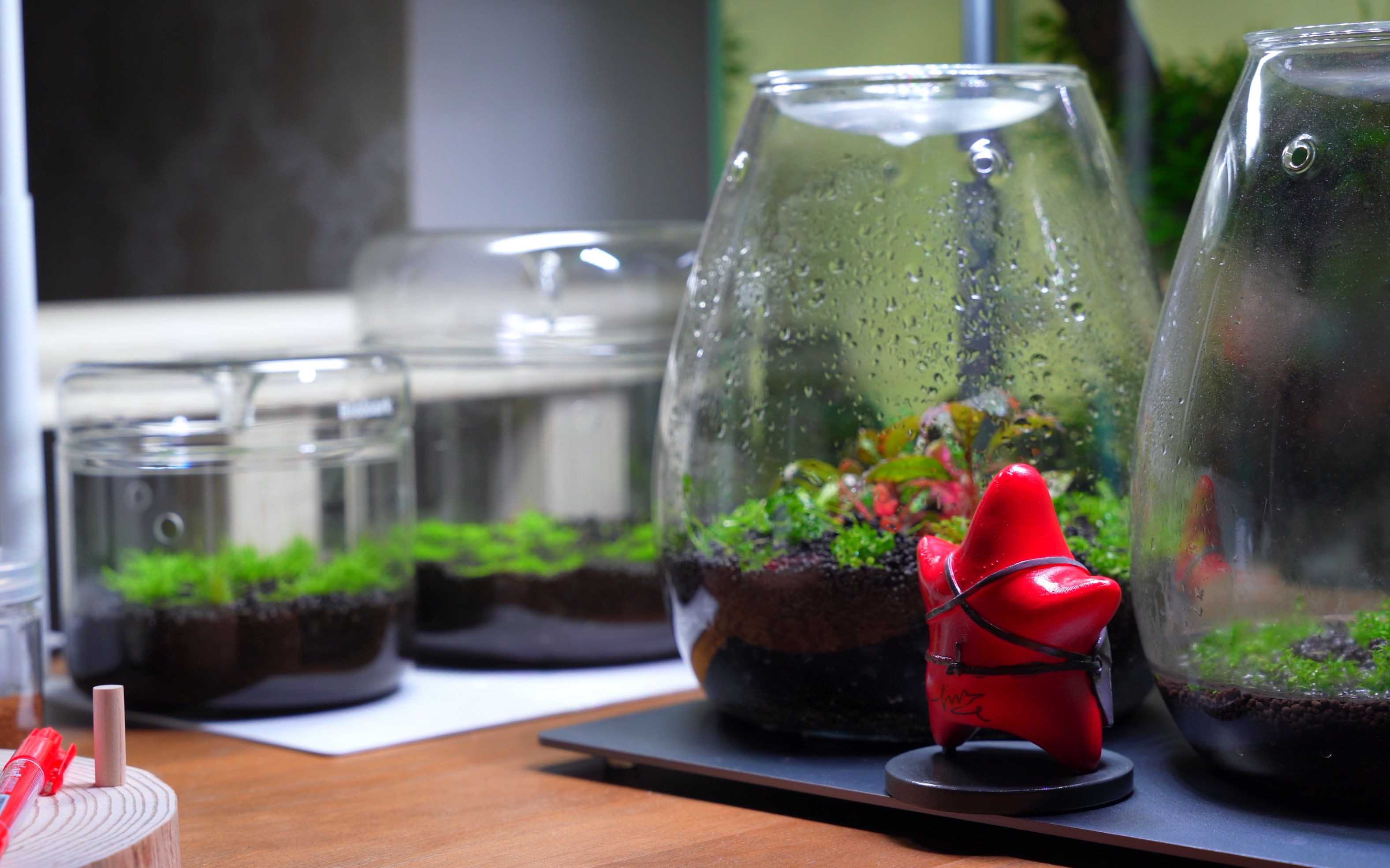 将水草种进玻璃杯