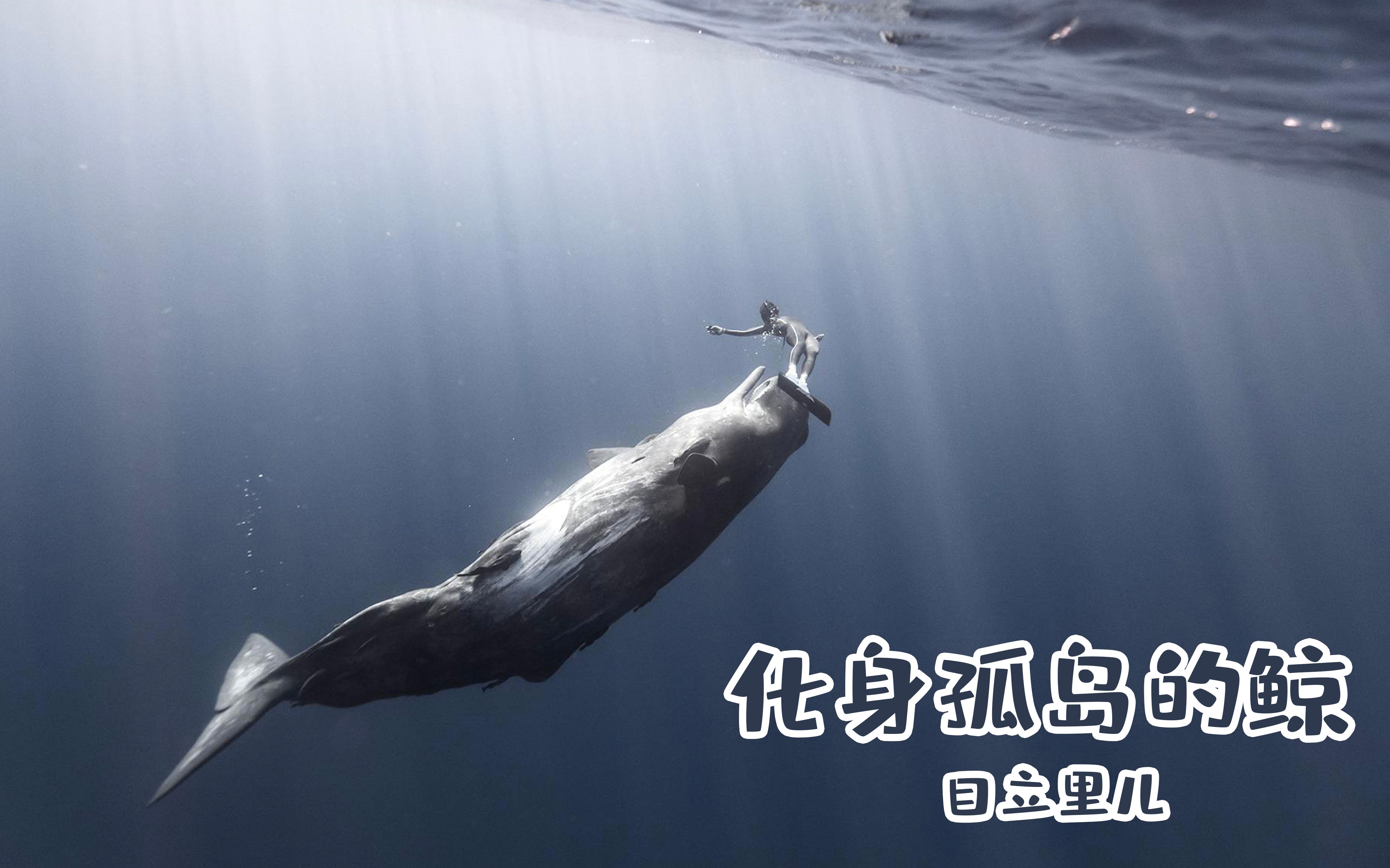 目立里儿我们都是52赫兹的鲸渴望被人懂却从未得到过真正的理解