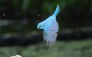 下载视频: 深圳东湖公园铜蓝鹟觅食