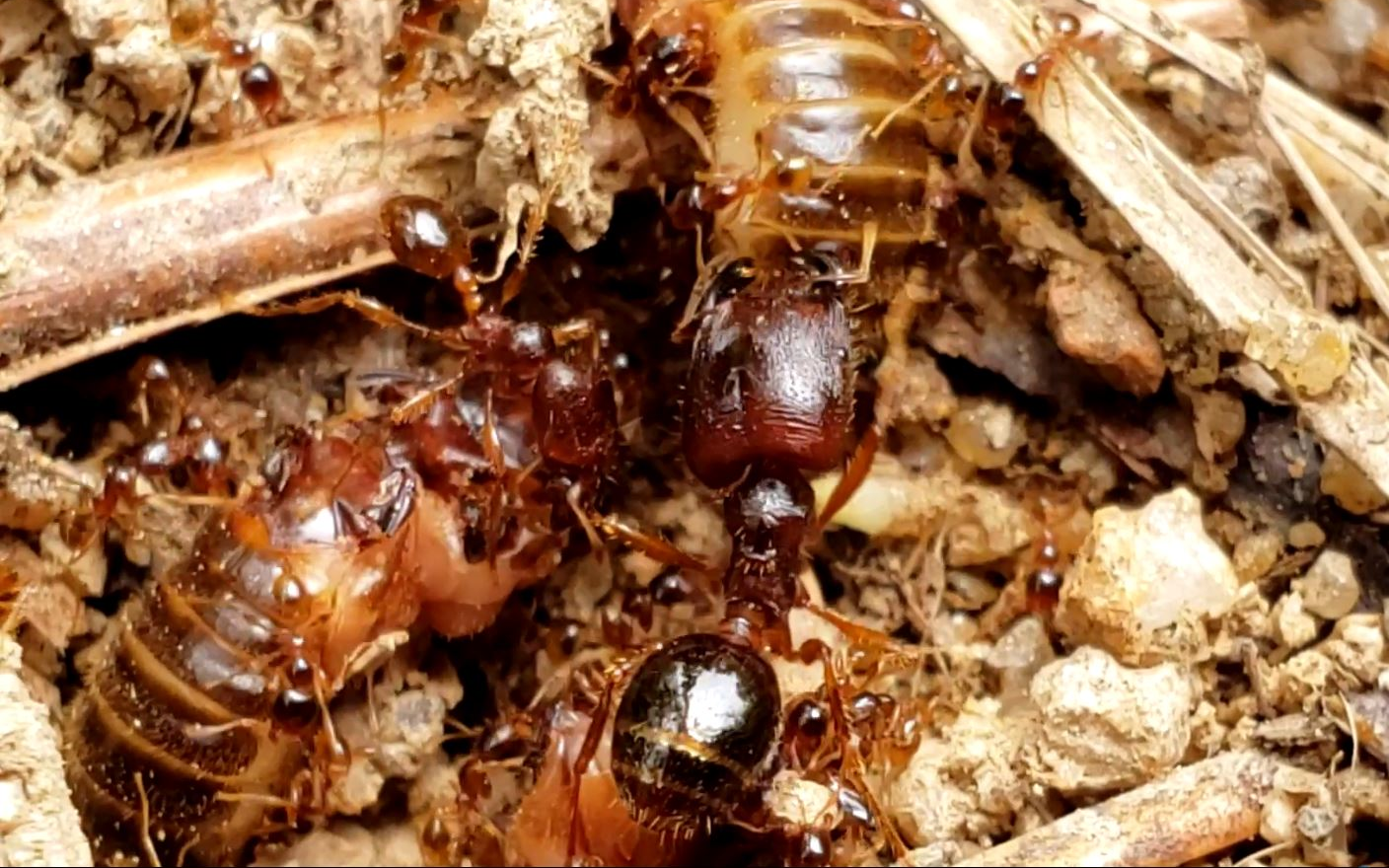 近缘盲切叶蚁丰收白蚁繁殖蚁