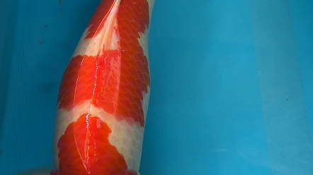 《锦鲤》精品阪井红白,公鱼,56公分三段花纹,体型粗壮肚子微瑕,介意