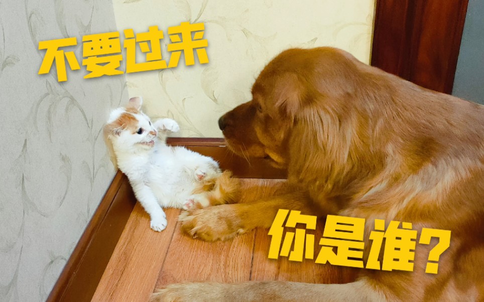 初次见面,到底是猫怕狗,还是狗怕猫呢?哔哩哔哩bilibili