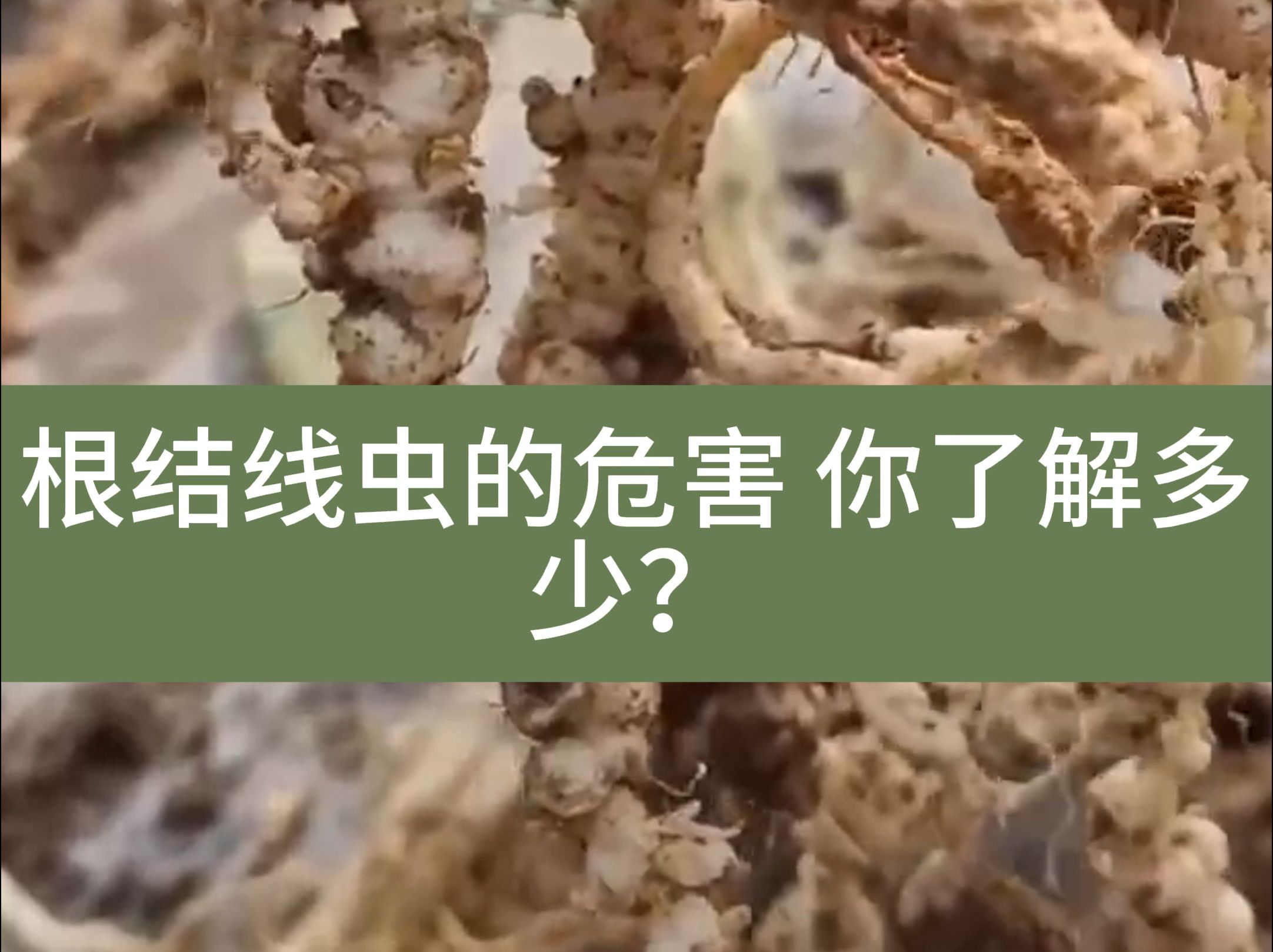 农小仙|根结线虫的危害你了解多少?