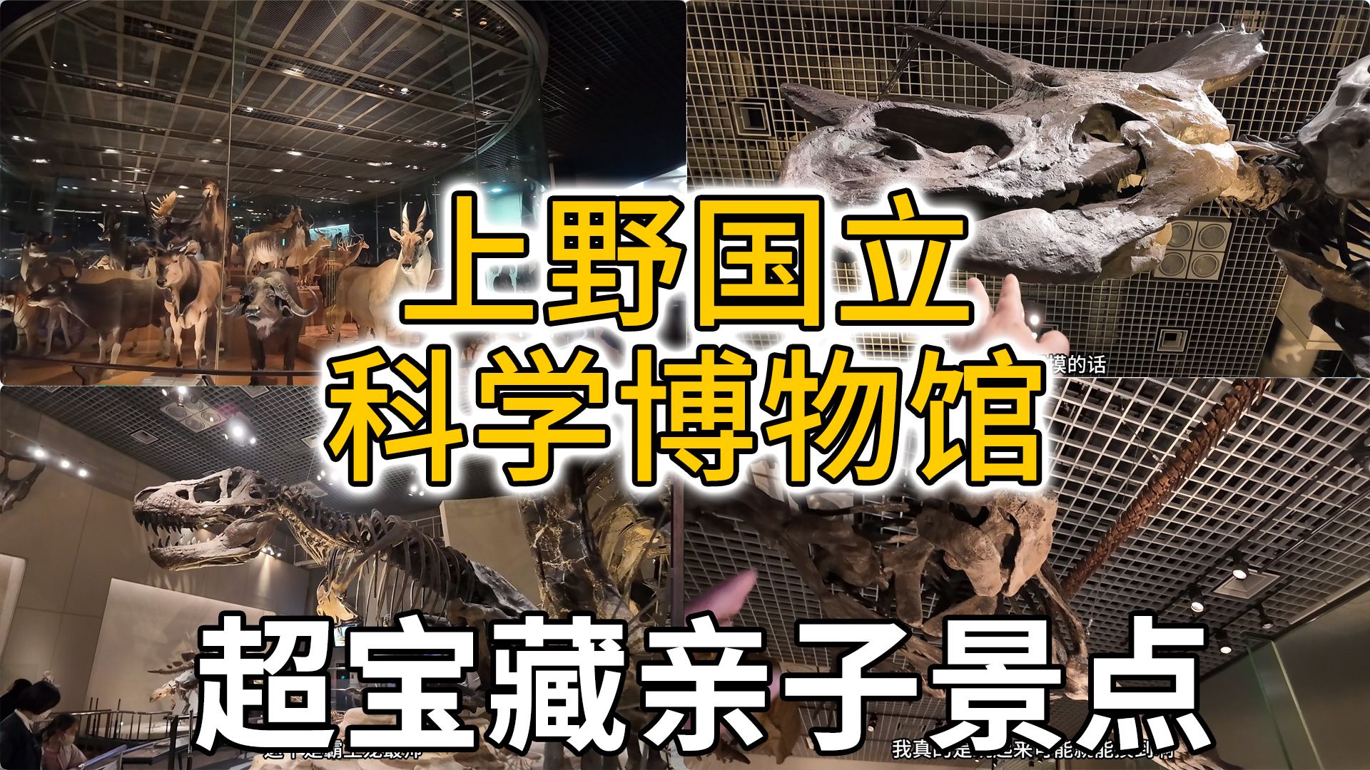 地方不大却魄力十足的超宝藏上野国立科学博物馆,亲子旅游绝佳好去处【葱游日本】哔哩哔哩bilibili