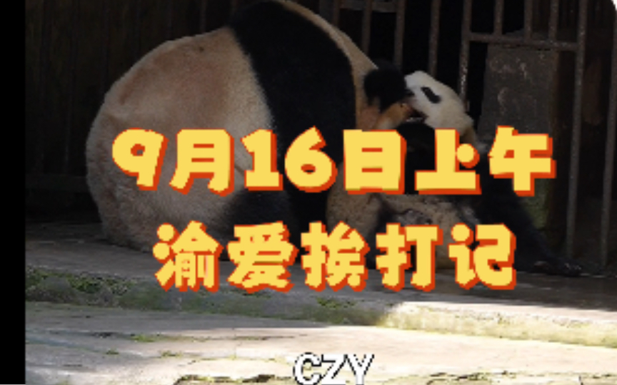 9.16/渝爱挨打(片段)记/是盼盼悦悦熟悉的味道哔哩哔哩bilibili