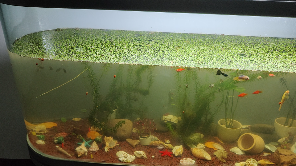 好久没换水了,突然感觉鱼缸里好脏!