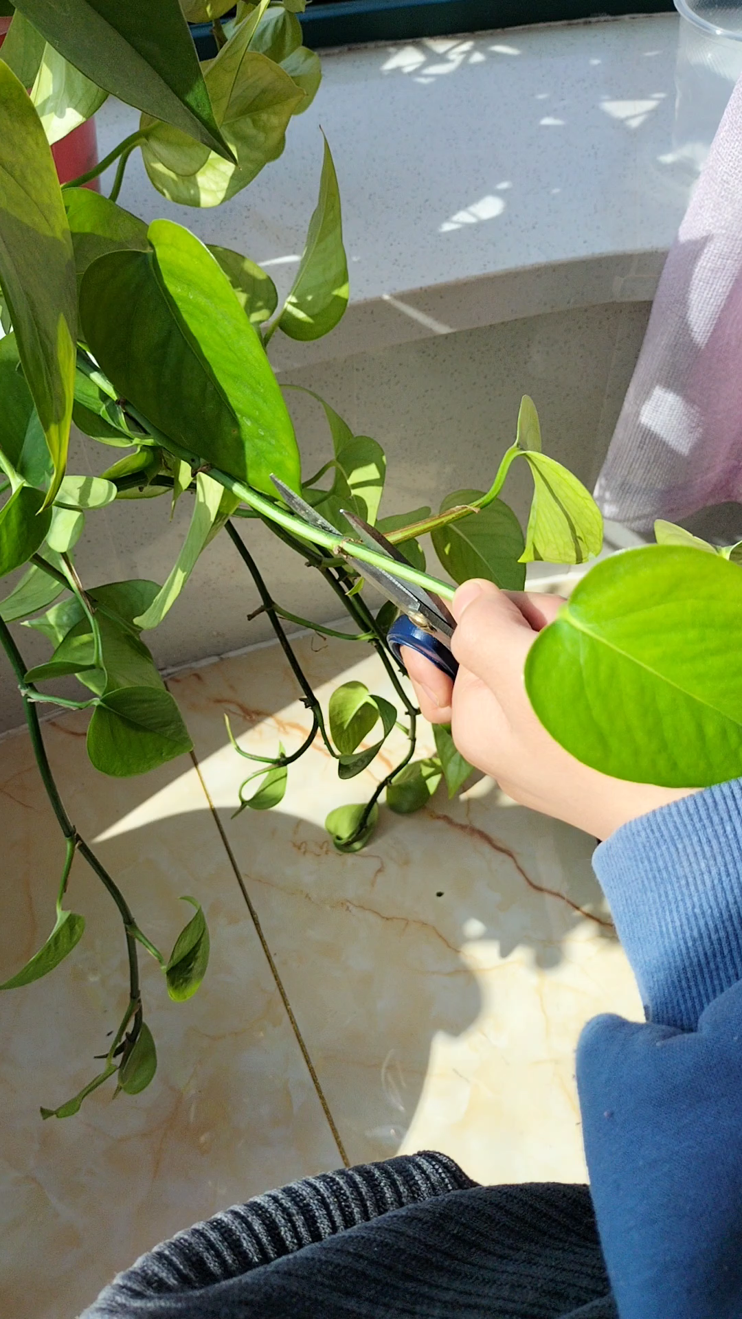 绿色植物会进行呼吸作用