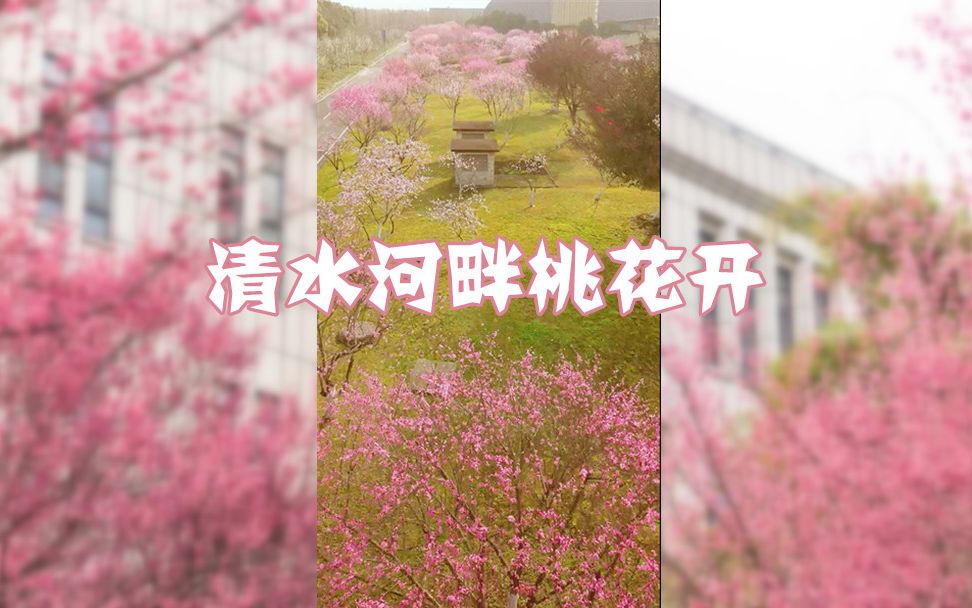 [图]清水河畔桃花开