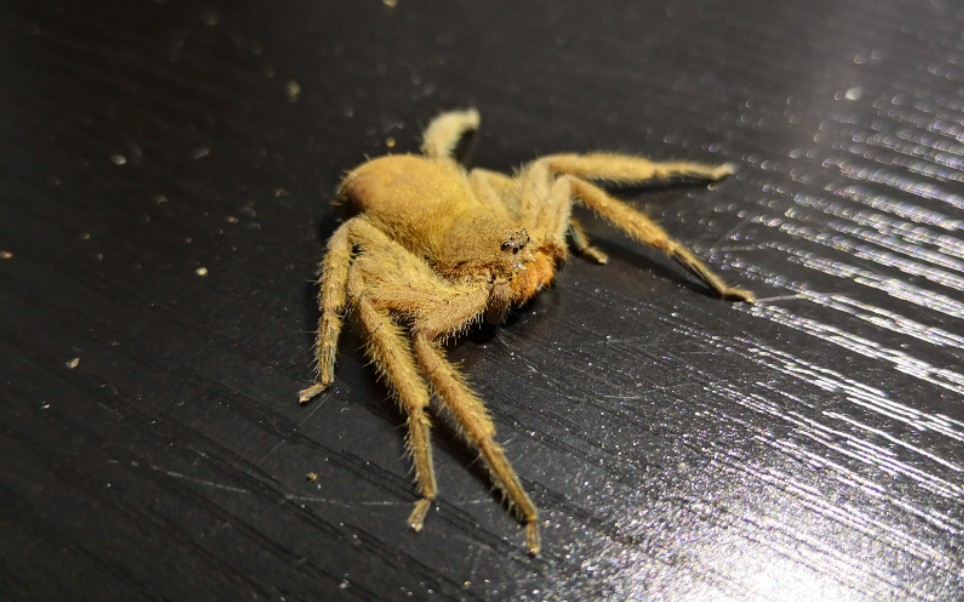 慢镜头下屏东猎人蛛把蟑螂塞进嘴里