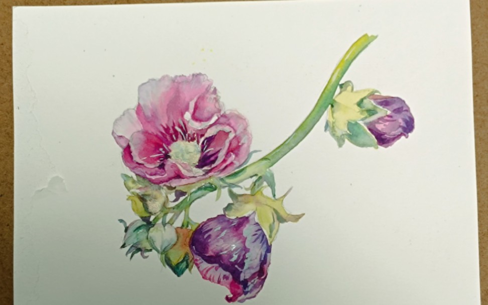 不容错过的《水彩蜀葵》完整过程