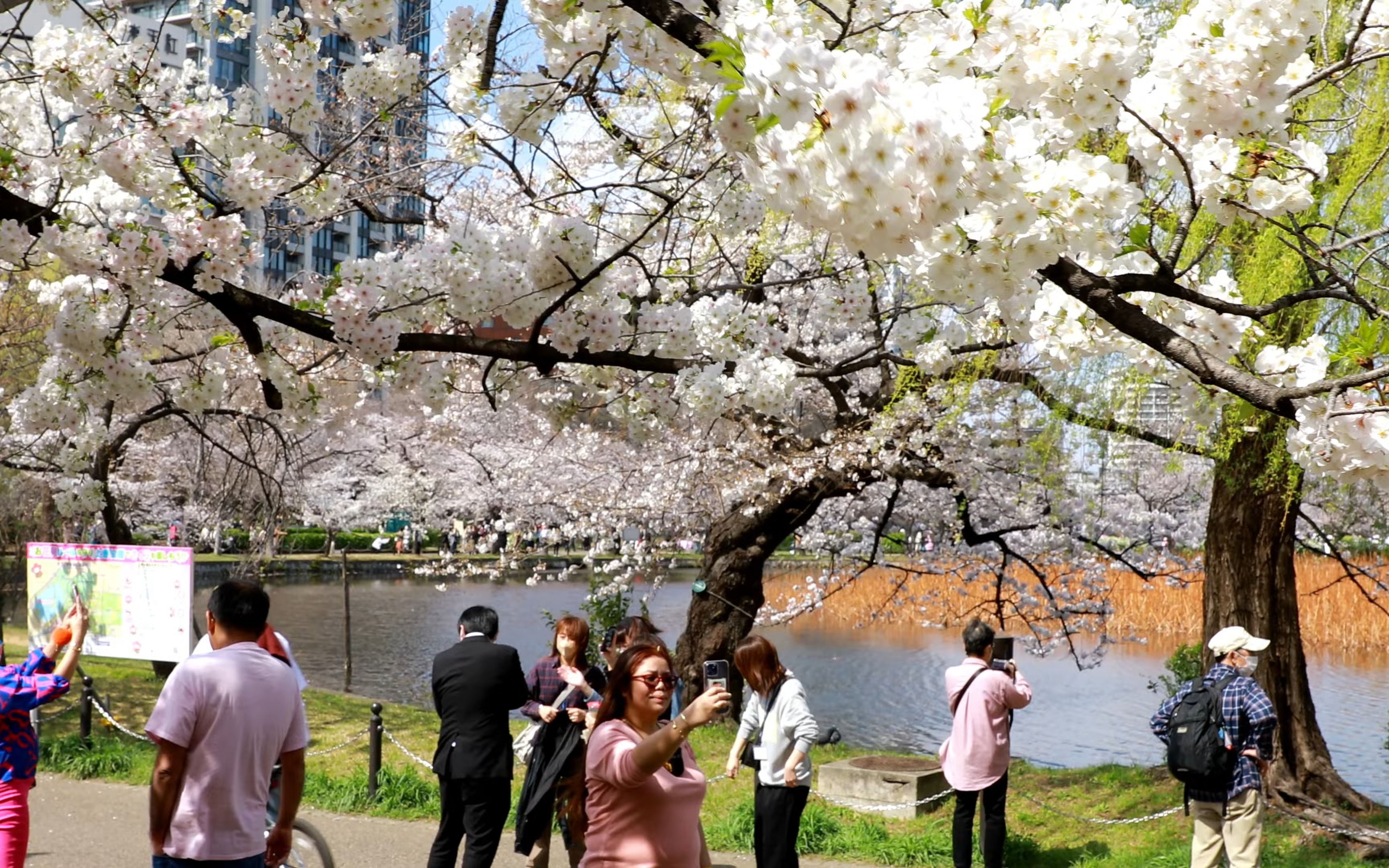 【超清日本】【东京】【4k】2023 东京 上野公园的樱花