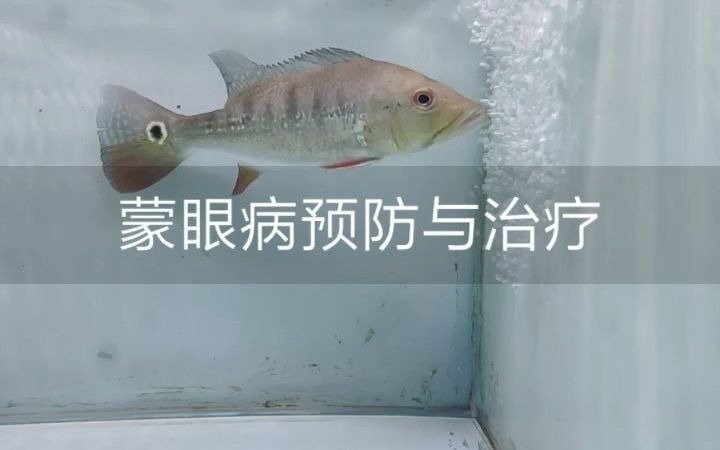 蒙眼病的预防与治疗哔哩哔哩bilibili