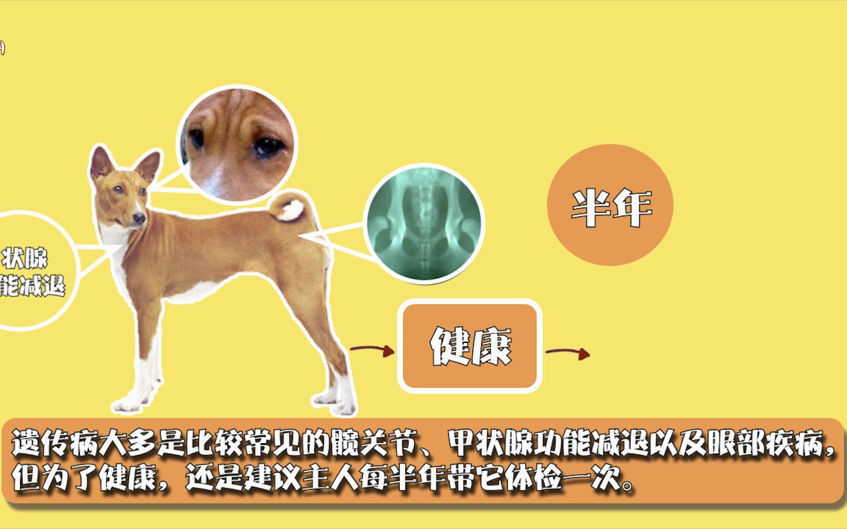 巴仙吉犬寿命哔哩哔哩bilibili