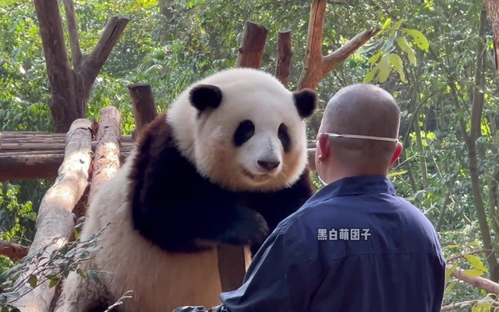 谭爷爷对花花字字不提爱今日冲上热搜